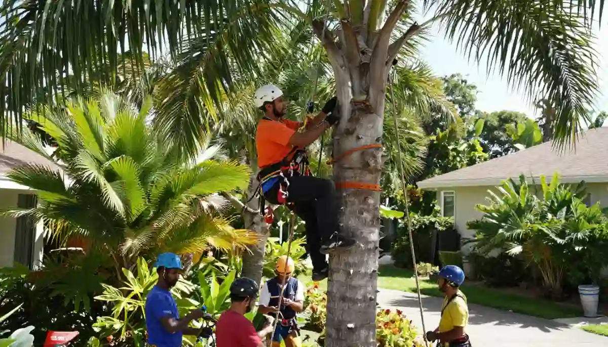 Palm tree removal specialist – arborist climbing tall palm with safety harness and chainsaw for sectional removal